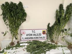 Aydın'da 37 kök kenevir ele geçirildi