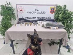 Ormanda yetiştirdikleri keneviri esrar haline getirip satmak isteyen 2 şüpheli yakalandı