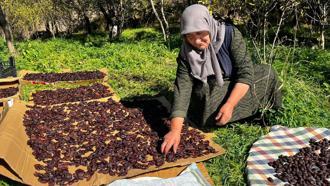 Cancur eriğinde hasat, festival ile başladı