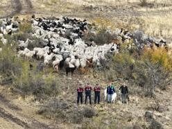 Kaybolan 544 küçükbaş dron destekli aramada bundu