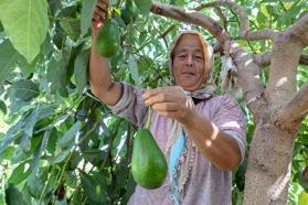 Mersin’deki atıl arazilerde tropikal meyve üretimi arttı
