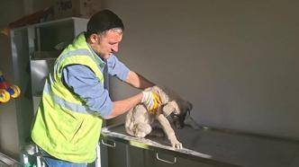 Yaralı bulunan sokak köpeği, tedavi altına alındı