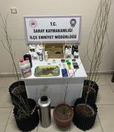 Evlerine kurdukları sistemle kenevir yetiştirip uyuşturucu üreten 5 şüpheli gözaltında