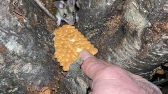 Nesli tükenmekte olan fareyi bisküviyle besledi