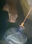 Nesli tükenmekte olan su samuru Sapanca gölünde görüntülendi