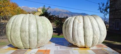 Artvin'de 28 kiloluk kabak yetiştirdi