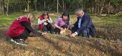 Ordu’da ilk safran hasadı başladı