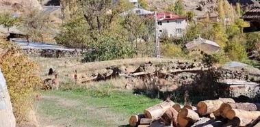 Mahalleye inen dağ keçileri, evlerin arasında dolaşıyor