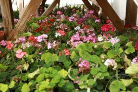 İpekyolu Belediyesi, kent estetiği için seralarda gül fidesi yetiştiriyor