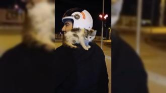 Motosiklet sürücüsü yolda bulduğu yavru kediyi sahiplenip omzunda eve götürdü