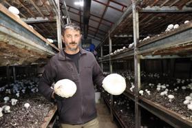 Metropol hayatını bıraktı, memleketinde mantar üretim çiftliği kurdu