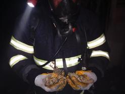 Balıkesir’de tavuk çiftliğinde çıkan yangında 5 bin civciv öldü