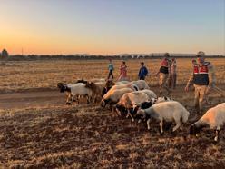 Kilis’te kayıp hayvanlar bulundu