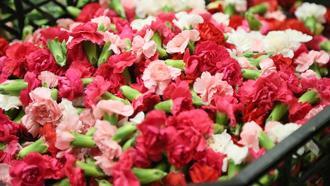 Sirtakide tabak kırmanın yerini alan Türk karanfilinden 3 milyon dolarlık gelir