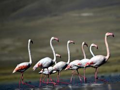 Flamingolar, İran'ın Urumiye Gölü kuruyunca Van Gölü Havzası'ndan kışın da ayrılmadı
