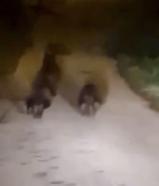 Yola inen bozayı ve yavruları kamerada