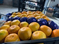 Hatay'da dalında kalan mandalinadan meyve suyu üretilecek