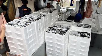 Marmara'da lodos dindi; Tekirdağlı balıkçılar, 600 kasa balık avladı