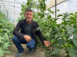 ‘En acı biber’in hasat zamanı