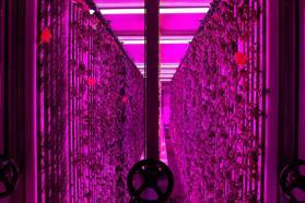 Üniversite kampüsünde 7 bin metrekareye eş değer dikey tarım laboratuvarı kuruldu