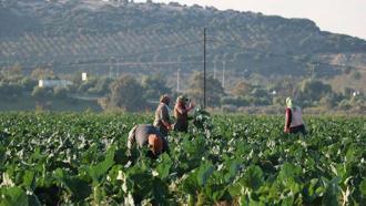 Mevsim normalleri üzerindeki sıcaklık kış sebzelerini erken olgunlaştırdı