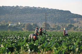 Mevsim normalleri üzerindeki sıcaklık kış sebzelerini erken olgunlaştırdı