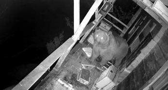 İki gün üst üste balkona tırmanan ayı kovanları parçalayıp, balları yedi; o anlar kamerada