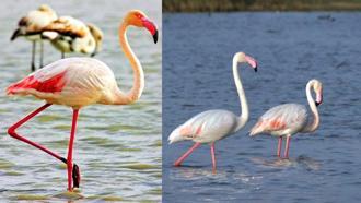 Göksu Deltası'nda göçmen kuş yoğunluğu