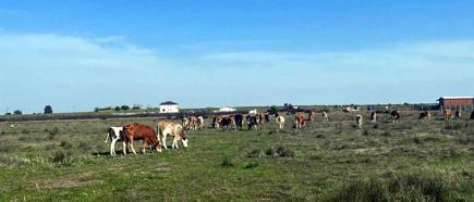 Tekirdağ'a kaçak getirilen 9 büyükbaş hayvan kesime gönderildi