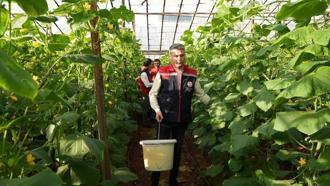 Aydıncık’ta salatalık hasadı başladı