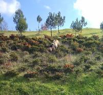 Kangal köpeği ile kurdun boğuştu anlar kamerada