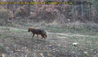 Ormanda dolaşan vaşak ile kurt fotokapana yansıdı