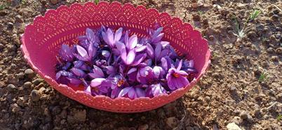 Batman’da fıstığa alternatif olarak ektiği safrandan yüksek verim aldı