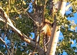 Anadolu parsı, Tunceli kırsalında ağaçta görüntülendi
