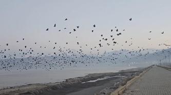 Bitlis'te gökyüzünde karga yoğunluğu kamerada