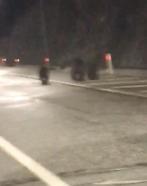 Tünele giren bozayı ile 2 yavrusu kamerada