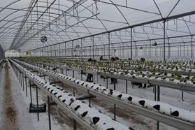 4 bin metrekarelik serada dört mevsim topraksız çilek üretiyor