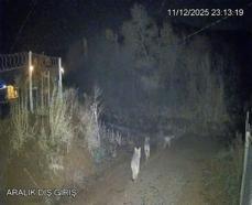 Elazığ'da köye inen kurtlar kamerada