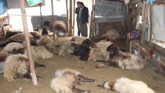 Sokak köpeklerinin saldırdığı 28 koyun telef oldu