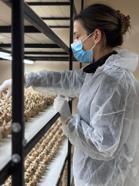 Mesleğinden vazgeçip, safran üretimine başladı; gramı 700 TL