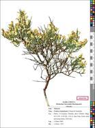 Toroslar’da yeni bitki türü keşfi; adı ‘Ermenek borcağı’ oldu