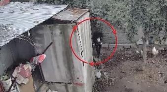 Osmaniye’de kümeslerden tavuk çalan şüpheli tutuklandı; hırsızlık anı kamerada