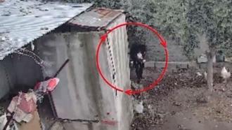 Osmaniye’de kümeslerden tavuk çalan şüpheli tutuklandı; hırsızlık anı kamerada