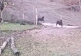 Ormandan inen kurt keçi sürüsüne saldırdı