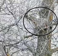 Nesli tehlike altında olan vaşak, ağaçta görüntülendi