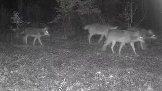 Karabük’te yaban hayatı fotokapana yansıdı