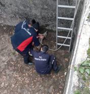 Boş sulama havuzuna düşen yavru karacayı itfaiye kurtardı