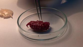 Türkiye kıyılarında ilk kez Hint-Pasifik kökenli ‘Liomera rugipes’ adlı yengeç görüldü