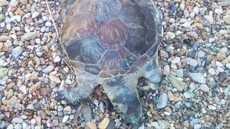 Bodrum'da kıyıya ölü caretta caretta vurdu