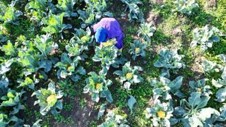 Lahana ve karnabahar üretiminde Samsun, Türkiye’nin lideri